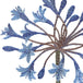 Agapanthus Blue