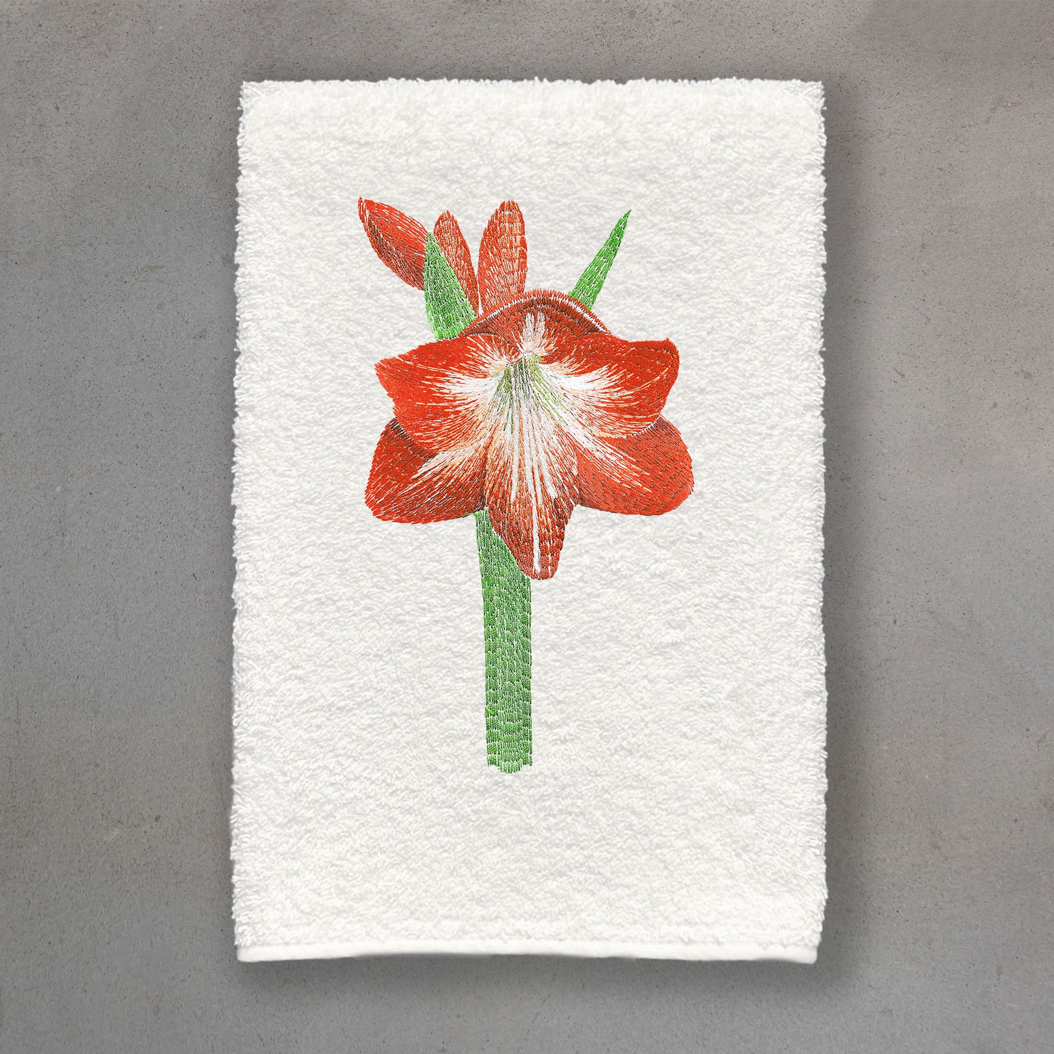 Amaryllis Red | Ivory Roma