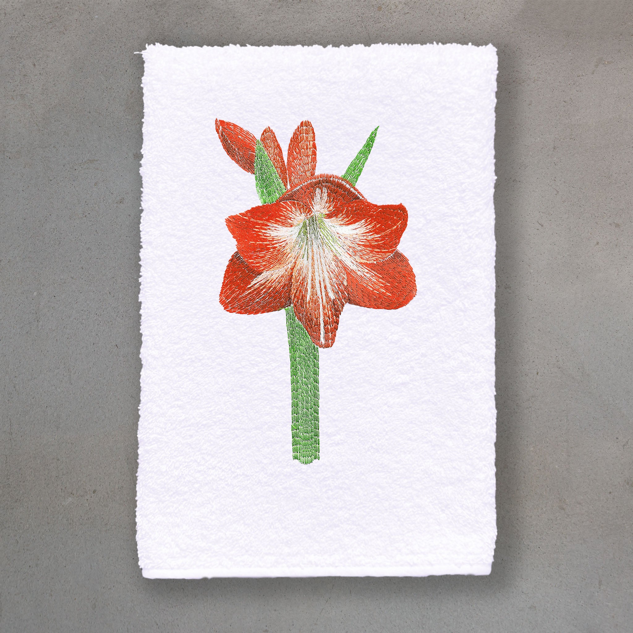 Amaryllis Red | White Roma