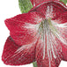 Amaryllis Red