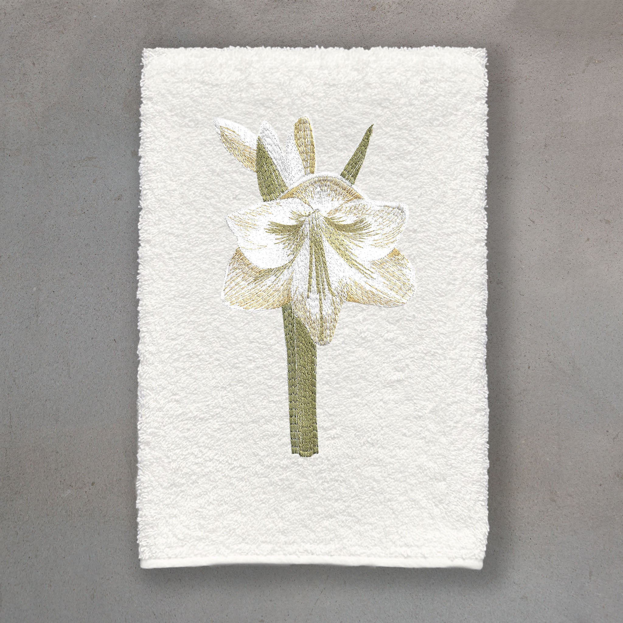 Amaryllis White | Ivory Roma