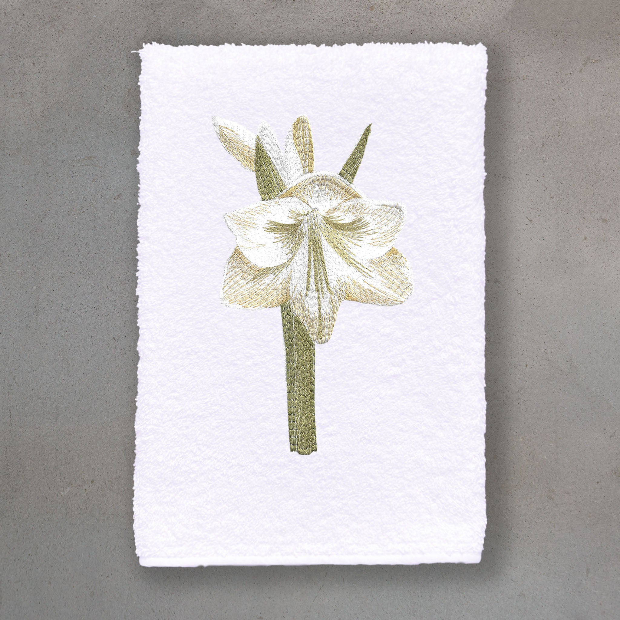 Amaryllis White | White Roma