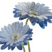 Gerbera Blue