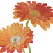 Gerbera Orange