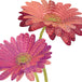 Gerbera Pink