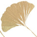 Ginkgo Gold