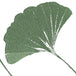 Ginkgo Green