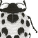 Ladybug White